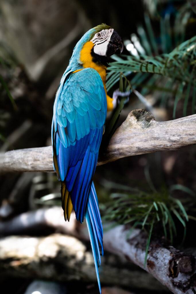 Perico-Pappagallo (Zoo di Guadalajara-México)