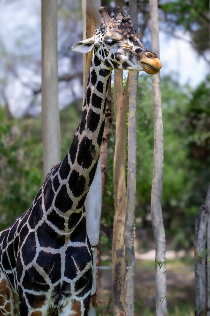Zoo di Guadalajara (México)(3)